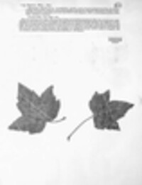 Mycosphaerella ribis image